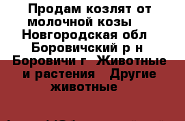 Продам козлят от молочной козы.  - Новгородская обл., Боровичский р-н, Боровичи г. Животные и растения » Другие животные   